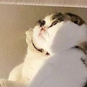 Meet your Posher, Ella